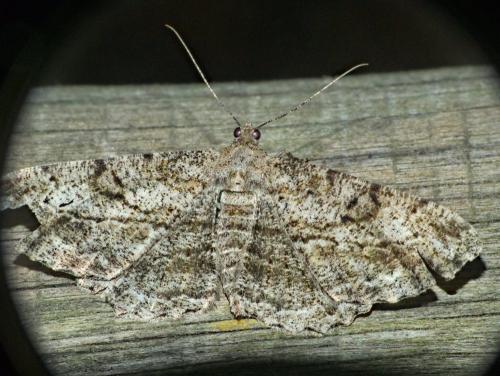 Réf. 334 359 : Peribatodes rhomboidaria